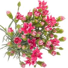 Spraynelke rosa/weiss Tessino 60cm (Spraynelken) | Heyl - Blumengroßhandel  / Floristikgroßhandel