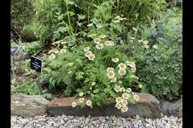 Image result for Feverfew