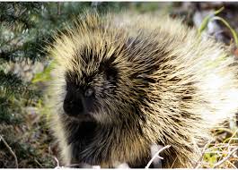 But, have you ever wondered just how fast dogs can run? 038 Identifying Preventing Porcupine Damage To Trees Usu