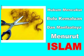 Bahkan dalam islam mencukur bulu kemaluan hukumnya sunah. Adab Merawat Bulu Kemaluan Dalam Islam
