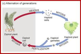 Plant mitotic cell division is said to be. Plant Cell Division