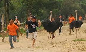 What our farm visitors say … aenean consectetur ipsum ante, vel egestas enim tincidunt quis. P D Ostrich And Pets Show Farm Ticket In Port Dickson Klook Canada