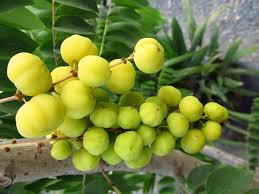 Image result for Phyllanthus udoricola