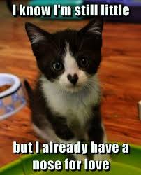 What Does Cats And Kittens Mean In A Dream Cats And Kittens Jo Brand Super Cute Kittens Kittens Cutest Cute Cats