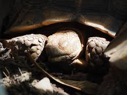 De ce fait, elle respecte le rythme naturel de la tortue. Hibernation De La Tortue Tout Savoir Sur L Hibernation Chez Les Tortues