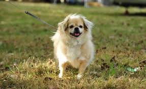 Les Aliments Que Nos Chiens Doivent Eviter Societe Centrale Canine