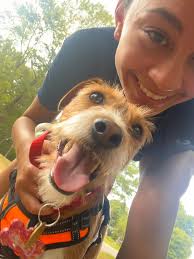 Female dog in NY/NJ area needs rescue and vet care