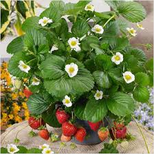 Over 41,336 strawberry plant pictures to choose from, with no signup needed. Buy Strawberry Sweet Charlie Jharaber Grafted Plant Online At Nurserylive Best Plants At Lowest Price