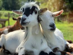 Look a goat :1 year of good luck bestowed upon you. Goatsofanarchy Home Facebook