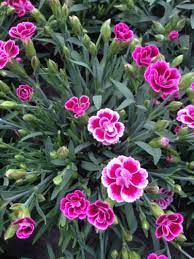 We did not find results for: Growing Dianthus Flowers In The Garden How To Care For Dianthus