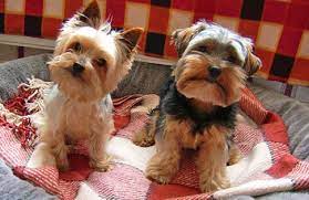 google image result for http cutepuppiespictures files wordpress com 2009 03 cute puppies cute puppy photos puppies