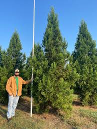 Image result for Cryptomeria