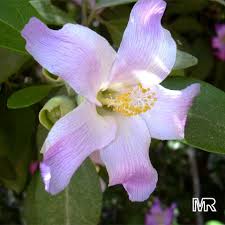 Image result for Lagunaria patersonia