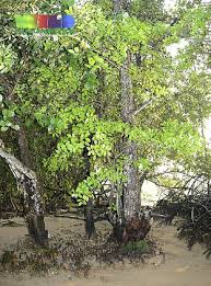 Image result for Xylocarpus