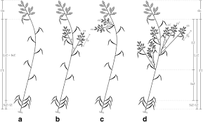 Image result for Rhytachne subgibbosa