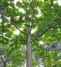 Image result for Macaranga schweinfurthii