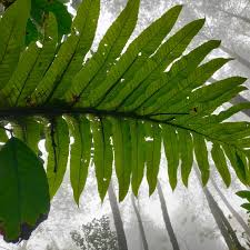 Image result for Drynaria volkensii