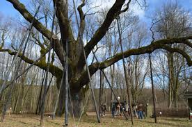• jest najprawdopodobniej najbardziej znanym pomnikiem przyrody w polsce. Legendarny Bartek W 3d Lasy Panstwowe