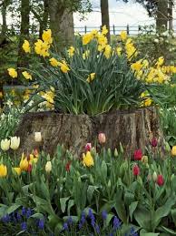 Can i add plants to hide a tree stump? What To Plant In A Rotting Tree Stump Tree Stump Planter Tree Stump Decor Tree Stump