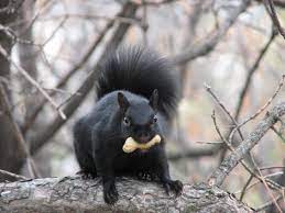 Recently Chicago Residents Have Reported Seeing Black Squirrels Which Are More Common Along The U S Canadian Melanistic Animals Black Squirrel Black Animals