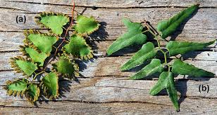 Image result for Lygodium microphyllum