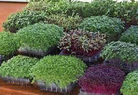 We did not find results for: Growing Micro Greens Indoor Vegetable Gardening Microgreens Garden Growing Food