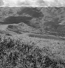 Image result for Isoglossa pawekiae