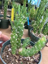 Image result for Austrocylindropuntia