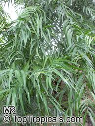 Image result for Adenocarpus mannii