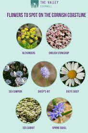 Names that mean anemone, iris, asphodel briar: Flowers To Spot Walking The Cornish Coastline The Valley