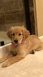 Golden Retriever Puppy For Sale In Leawood Ks Adn 58643 On Puppyfinder Com Gender Female Age 9 Wee Golden Retriever Puppy Retriever Puppy Golden Retriever