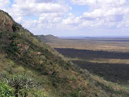 Image result for Lippia somalensis