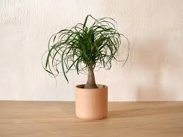 Image result for Beaucarnea recurvata