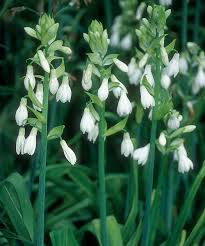 View all of our summer planted bulbs » Bulbs For Summer And Fall Finegardening