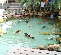 Koi buying trips to japan. Aquariym Hashtag On Twitter