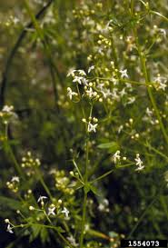 Image result for Galium stenophyllum