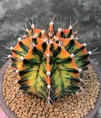 Pin On Cactis