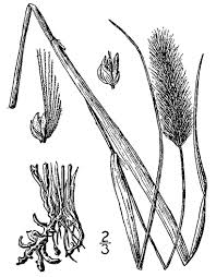 Image result for Setaria parviflora