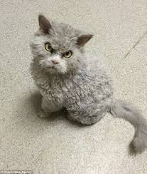 Selkirk Rex Cat Breeds Selkirk Rex Rex Cat