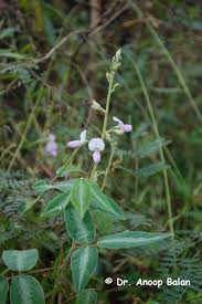 Image result for Desmodium uncinatum
