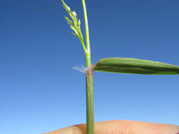 Image result for Eragrostis cilianensis
