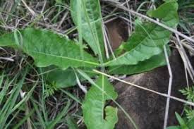 Image result for Crossandra greenstockii