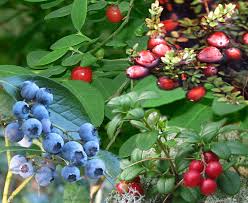 Image result for Vaccinium stanleyi