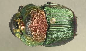 On june 19, 2012 · category: Rainbow Scarab Phanaeus Vindex Macleay