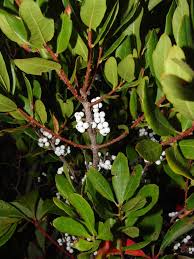 Image result for Myrica chimanimaniana