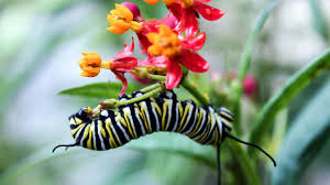 Milkweed is the host plant for monarch butterflies and the only source of food for monarch caterpillars. Plan To Save Monarch Butterflies Backfires Science Aaas