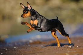Image result for miniature pinscher