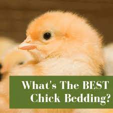 Home chicken topics chicken care how and when to give a chicken a bath. Safely Bathing Baby Chicks