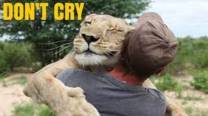 How To Make The Lion Cry Love Story Animal Hugs Cute Animals Animals