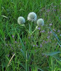 South 240th street & pacific highway south, des moines, wa 98198; Bleeding Heartland
